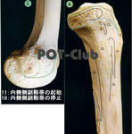 膝の内側側副靭帯（medial collateral ligament：MCL）の付着部